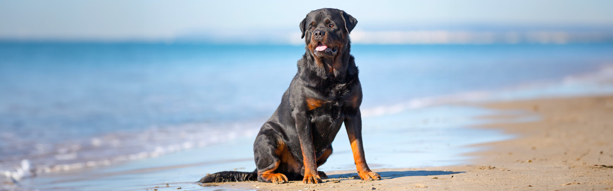 Rottweiler RashondenWijzer