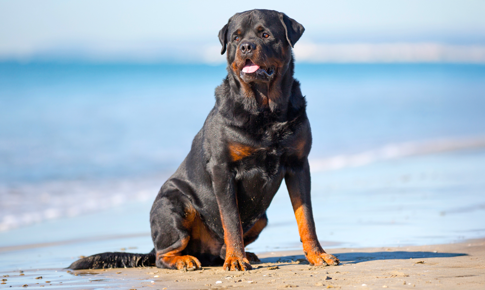 Rottweiler RashondenWijzer