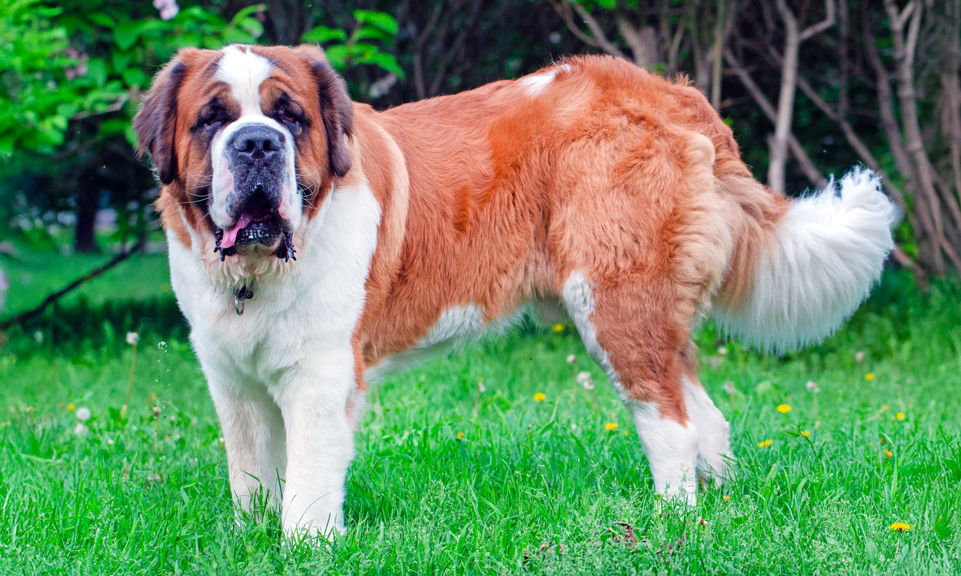 Sint Bernard RashondenWijzer