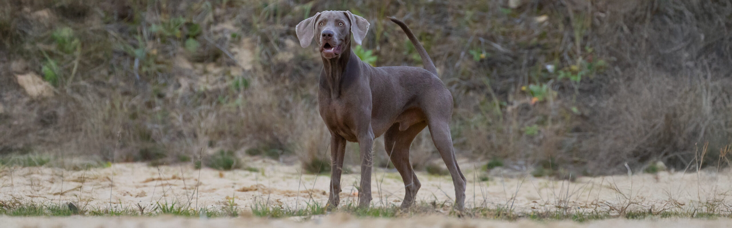 Weimaraner RashondenWijzer
