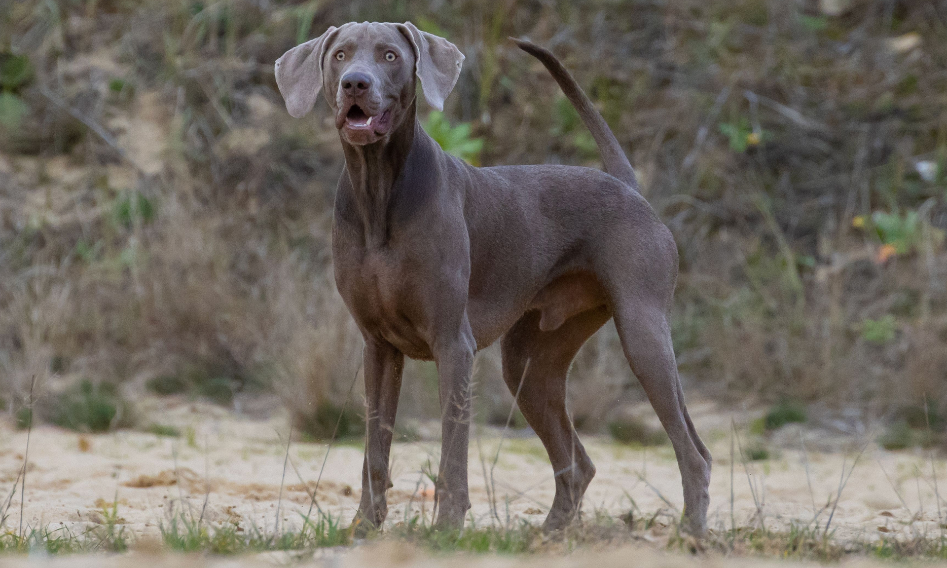 Weimaraner RashondenWijzer