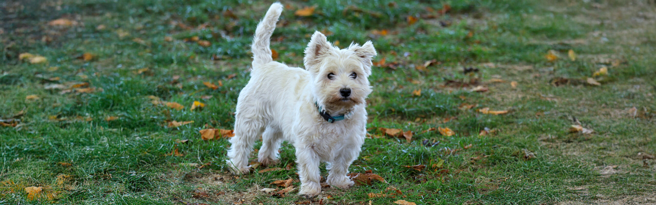 West Highland white terrier RashondenWijzer