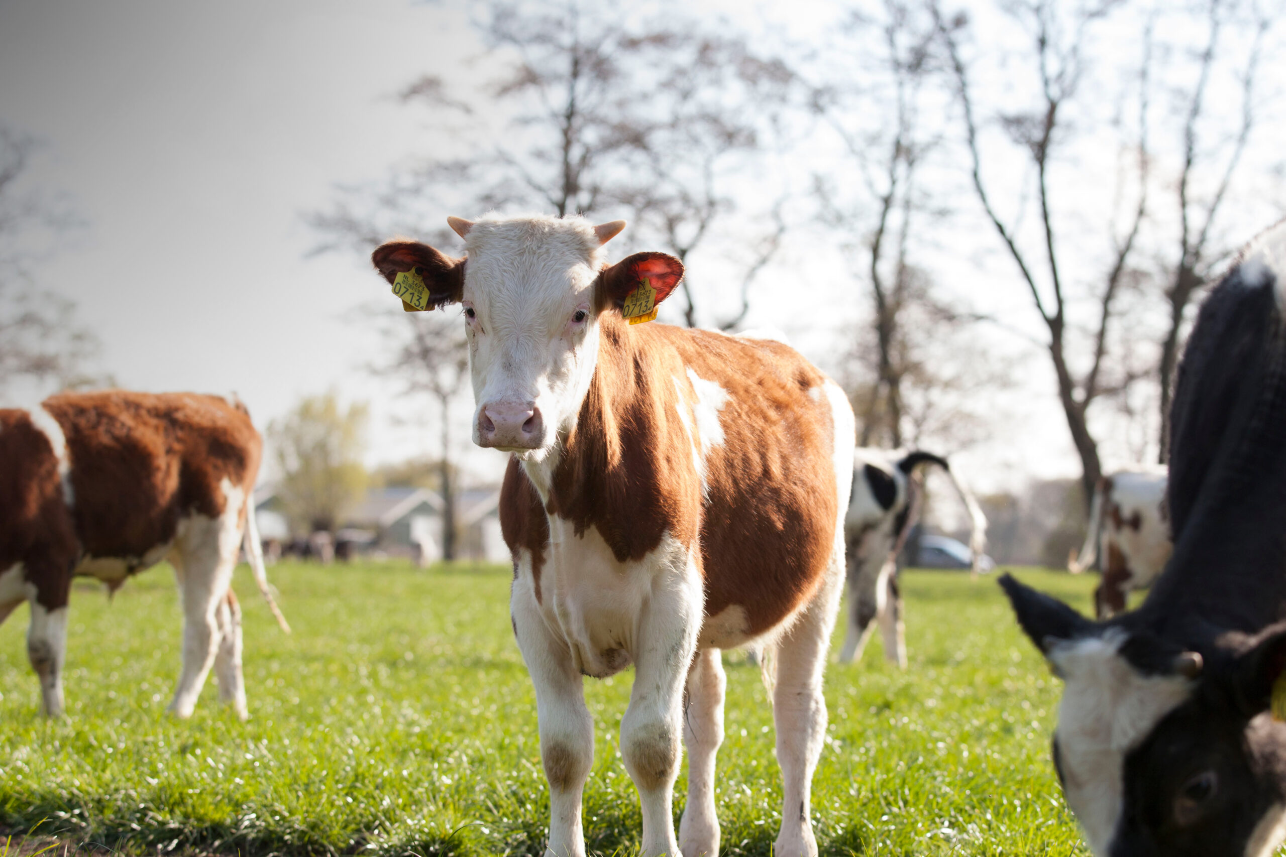achtergrond afbeelding van formulier pagina