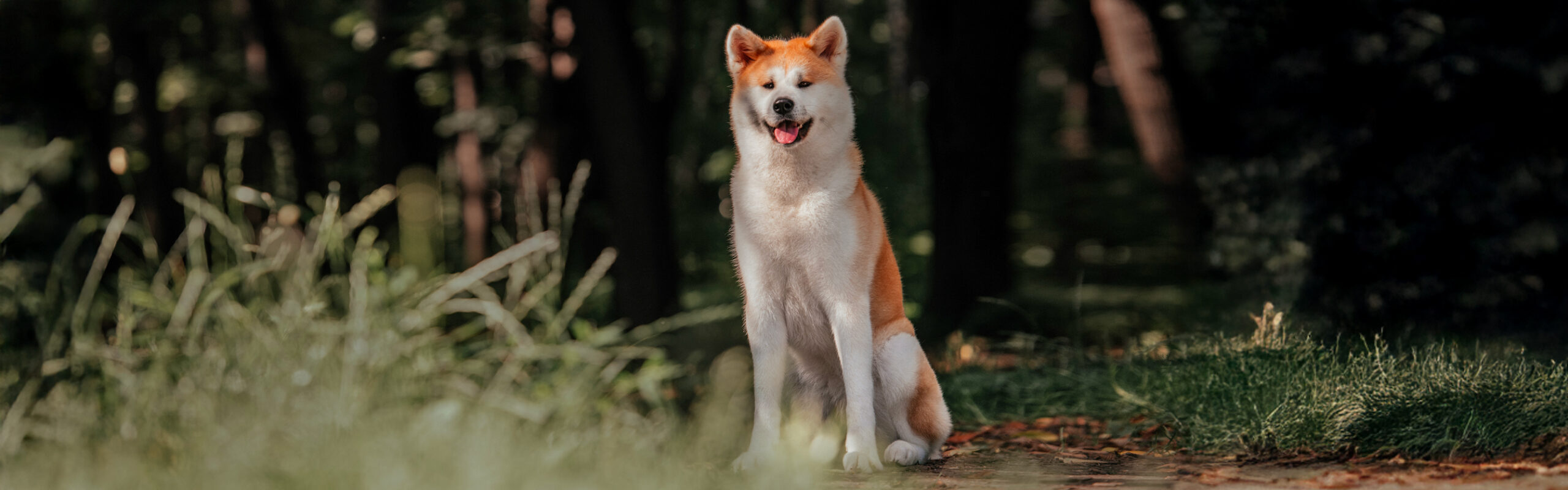 Akita RashondenWijzer