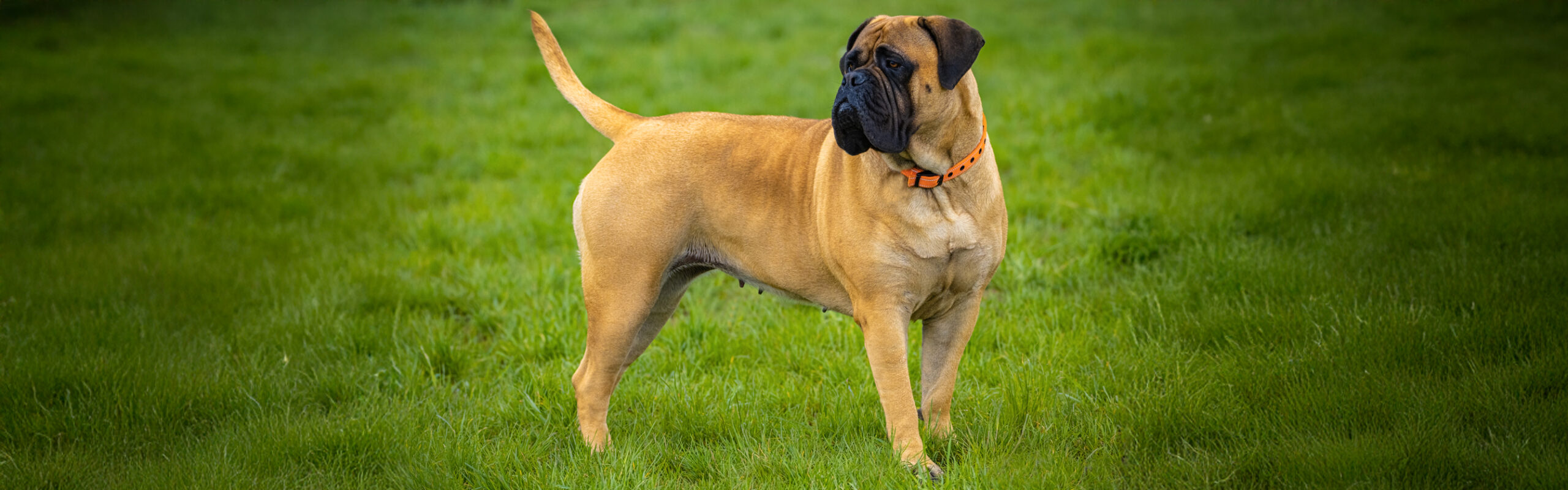 Bullmastiff RashondenWijzer