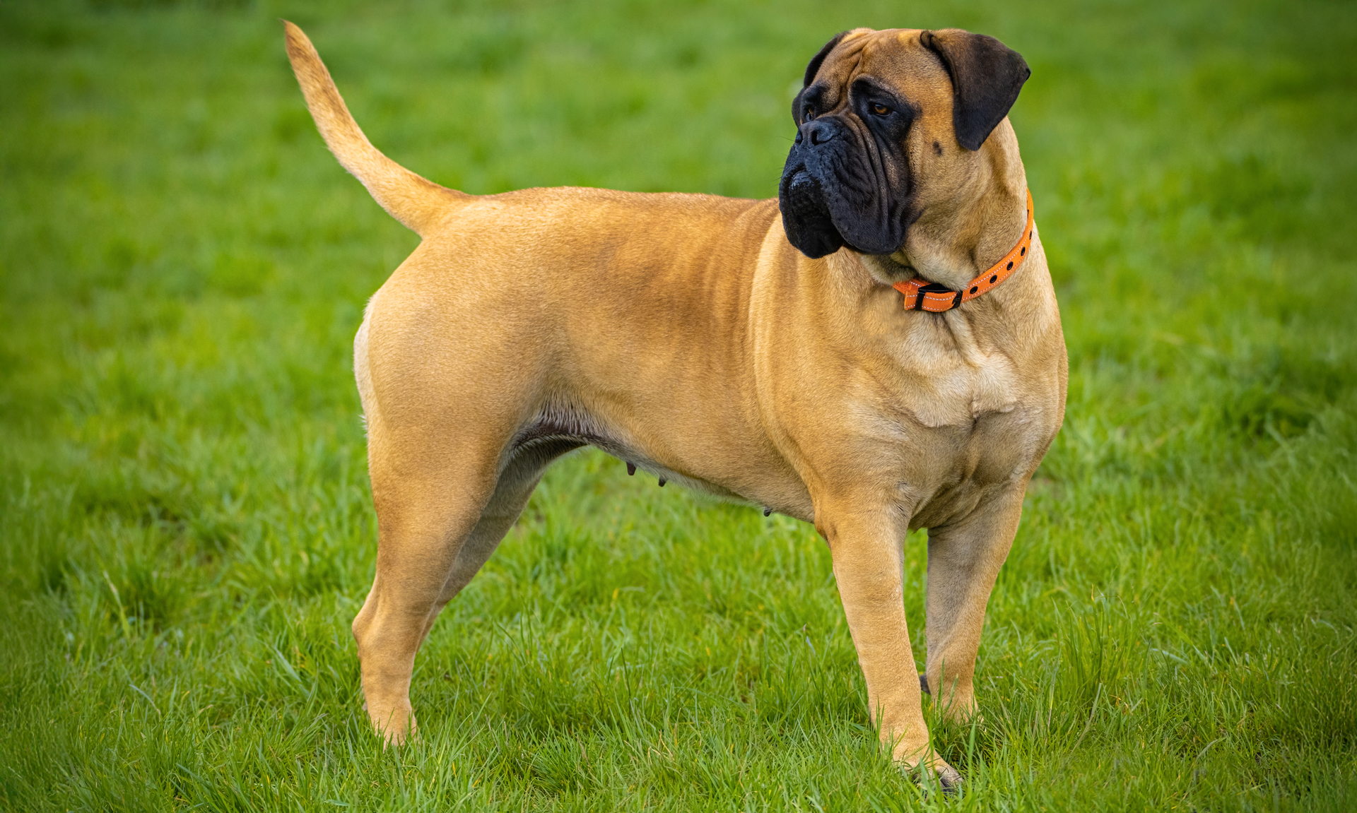 Foto van Bullmastiff