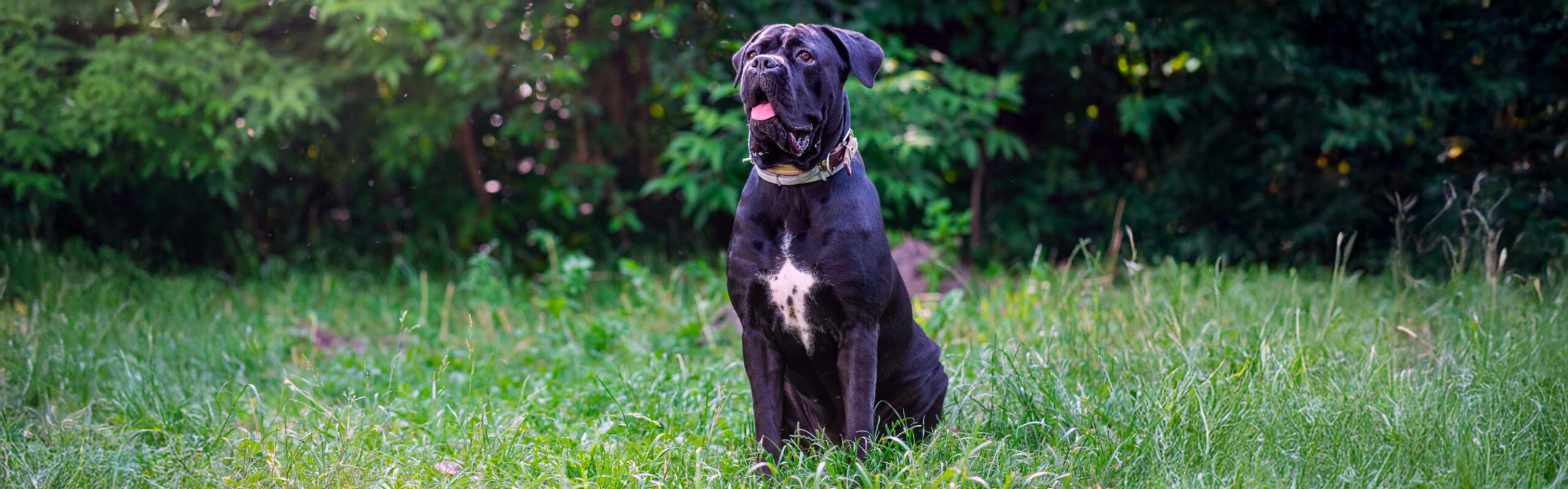 Cane corso RashondenWijzer