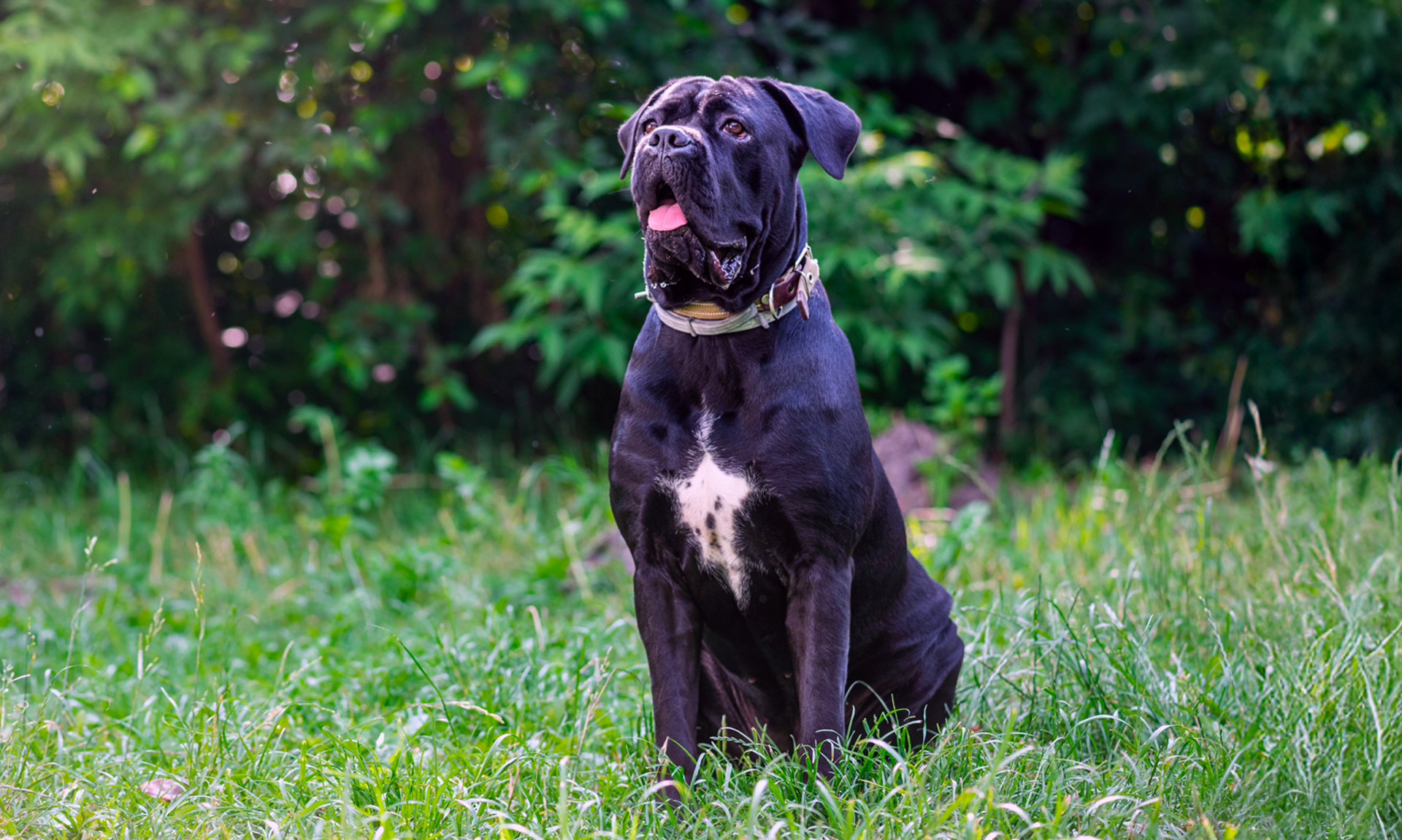 Cane corso RashondenWijzer