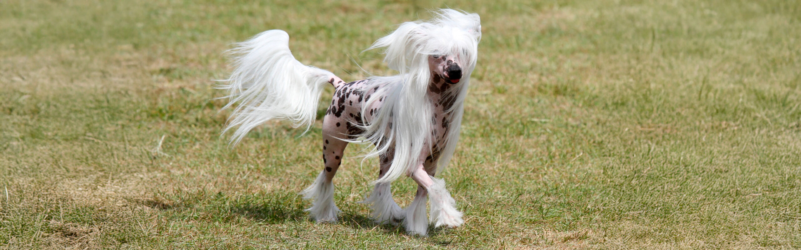 Chinese naakthond RashondenWijzer