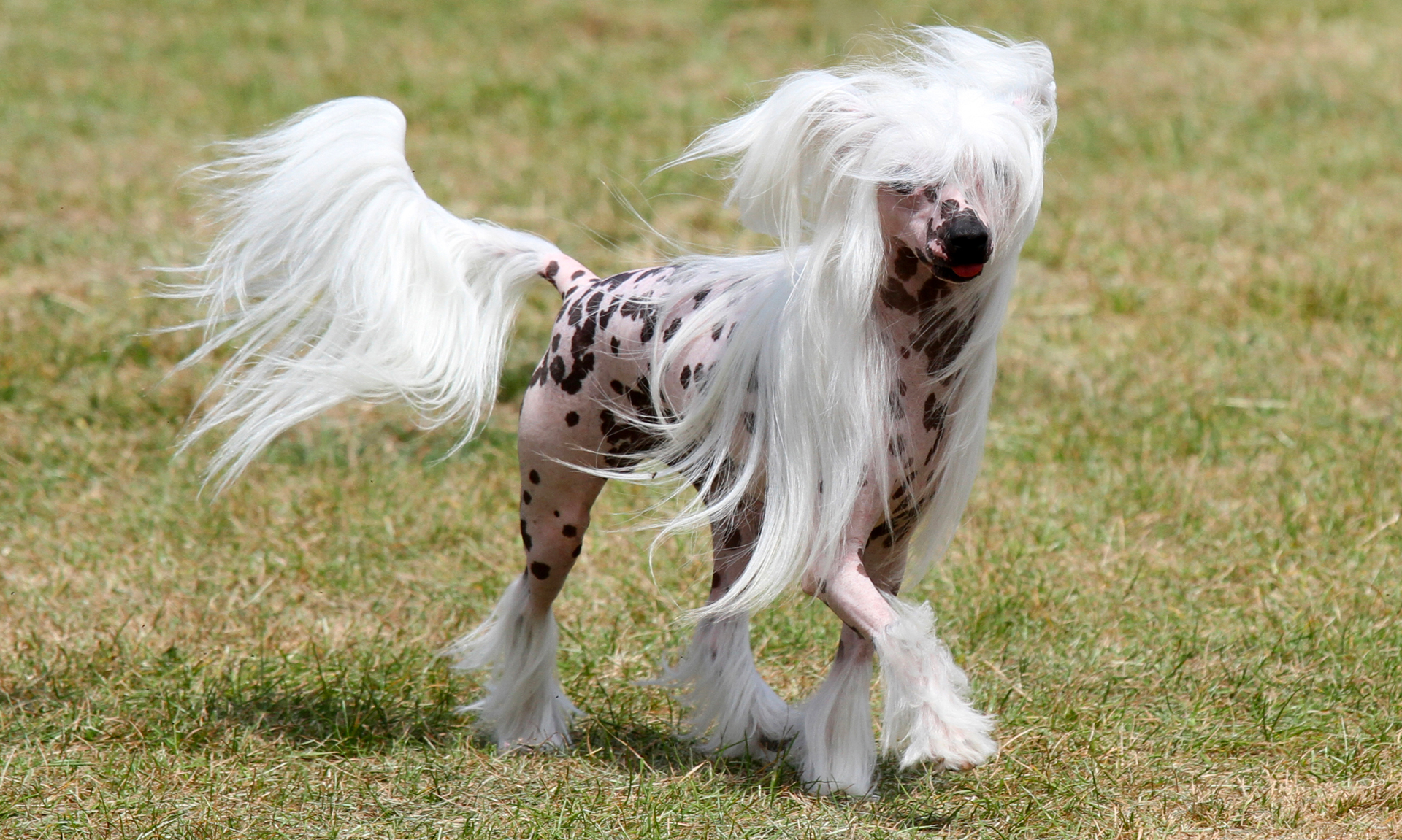 Chinese naakthond RashondenWijzer