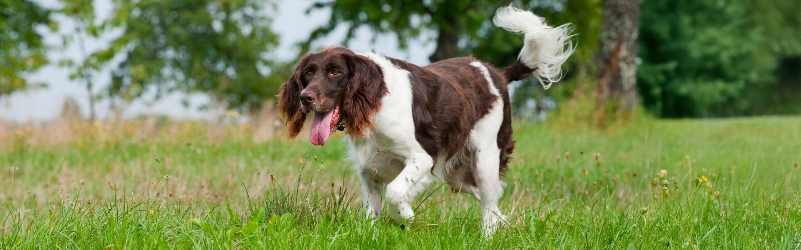 Heidewachtel RashondenWijzer