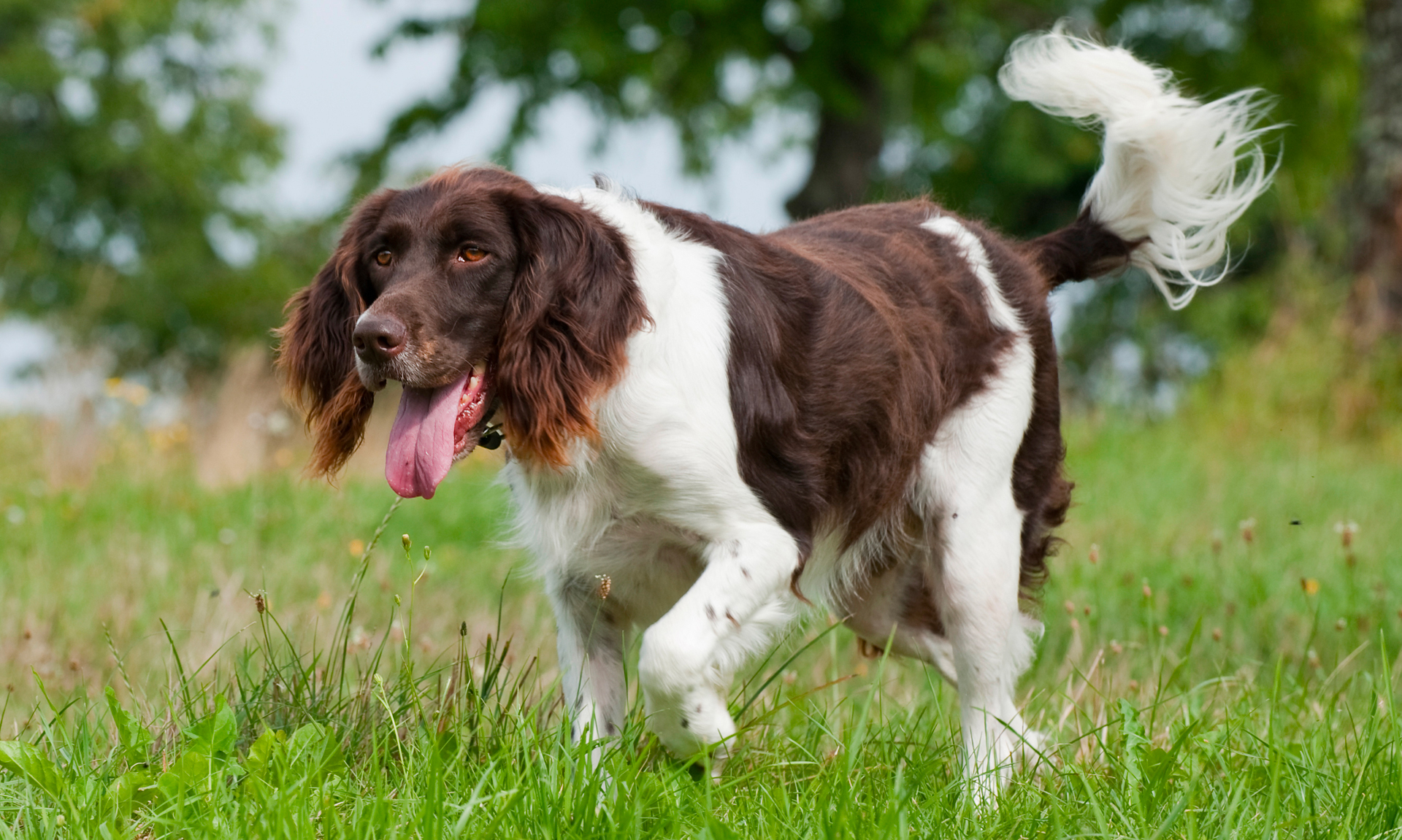 Heidewachtel RashondenWijzer