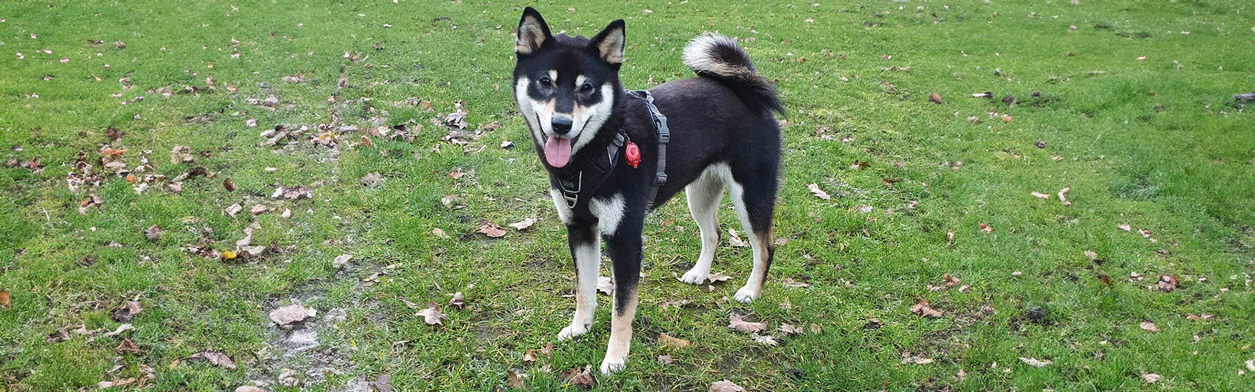 Shiba RashondenWijzer