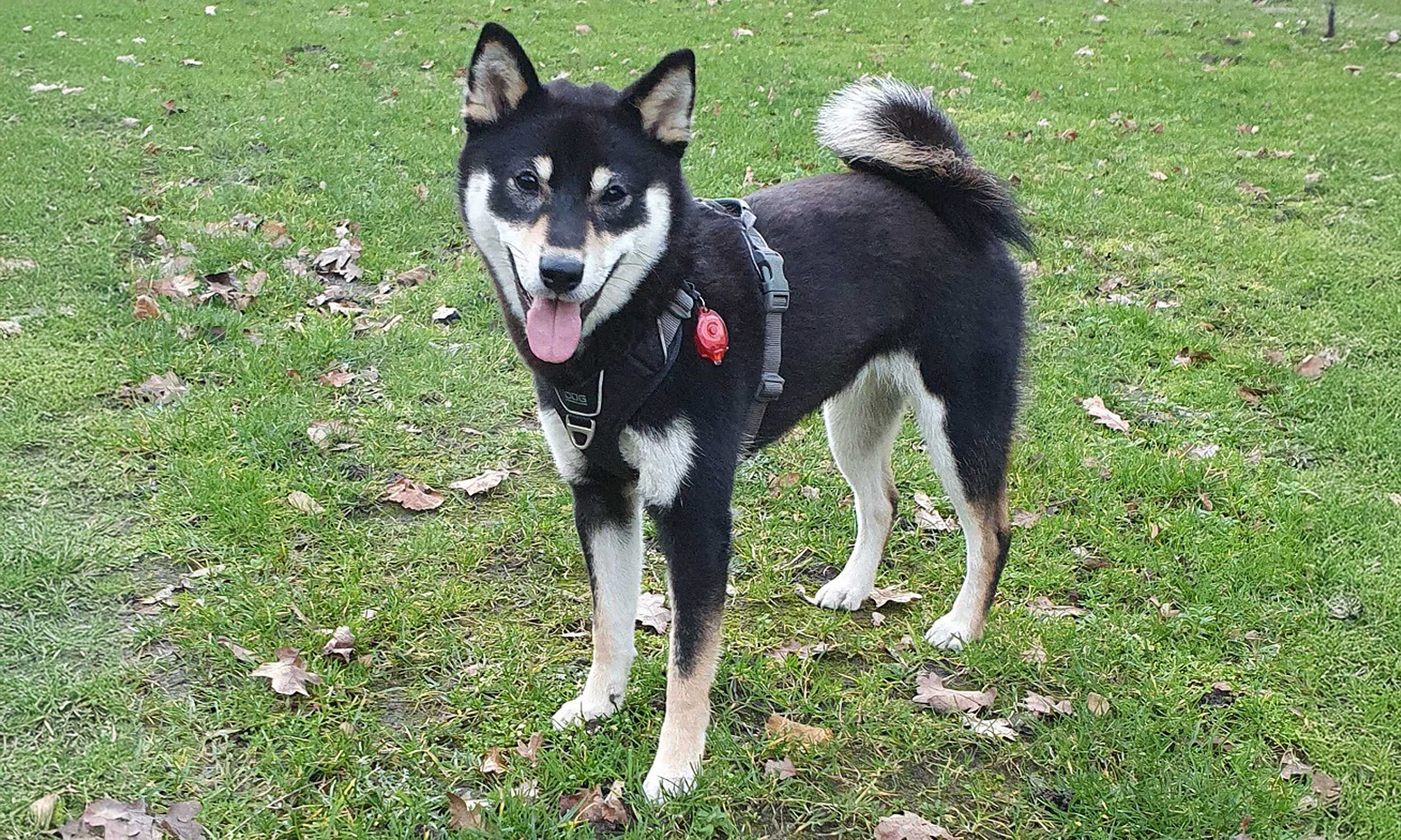 Shiba RashondenWijzer