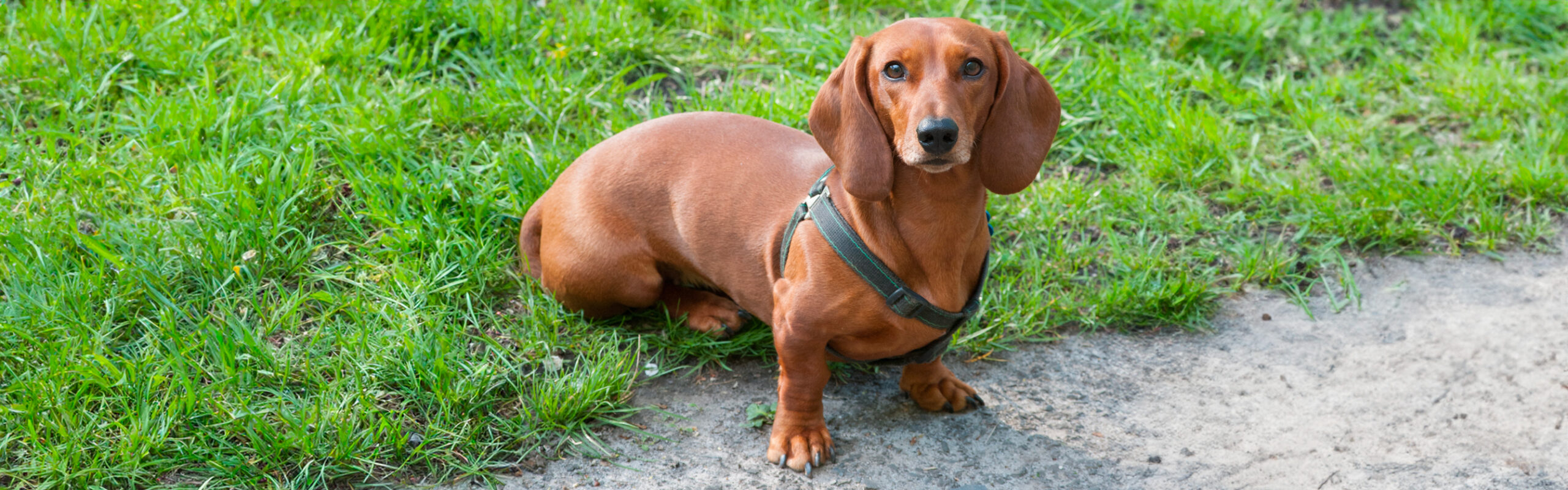 Teckel korthaar RashondenWijzer