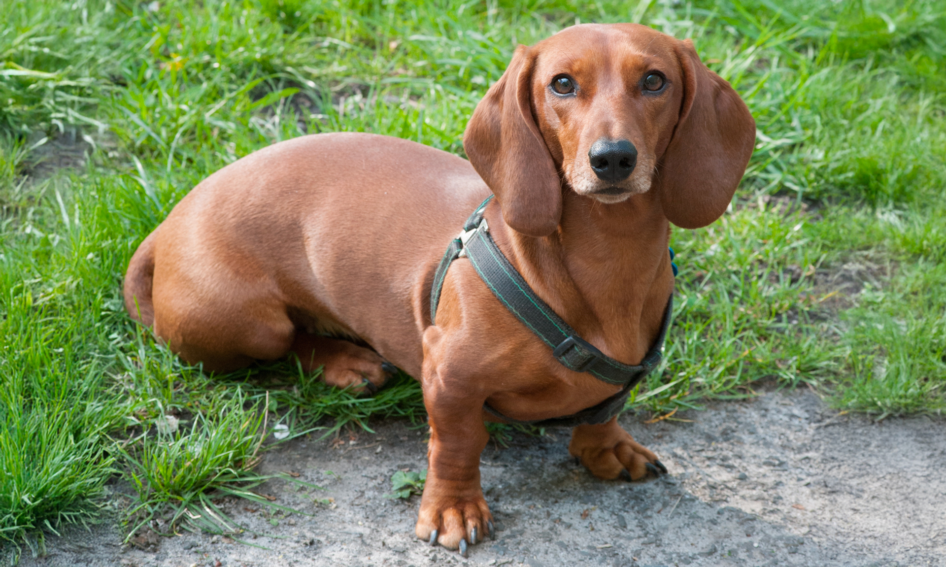 Foto van Teckel, korthaar