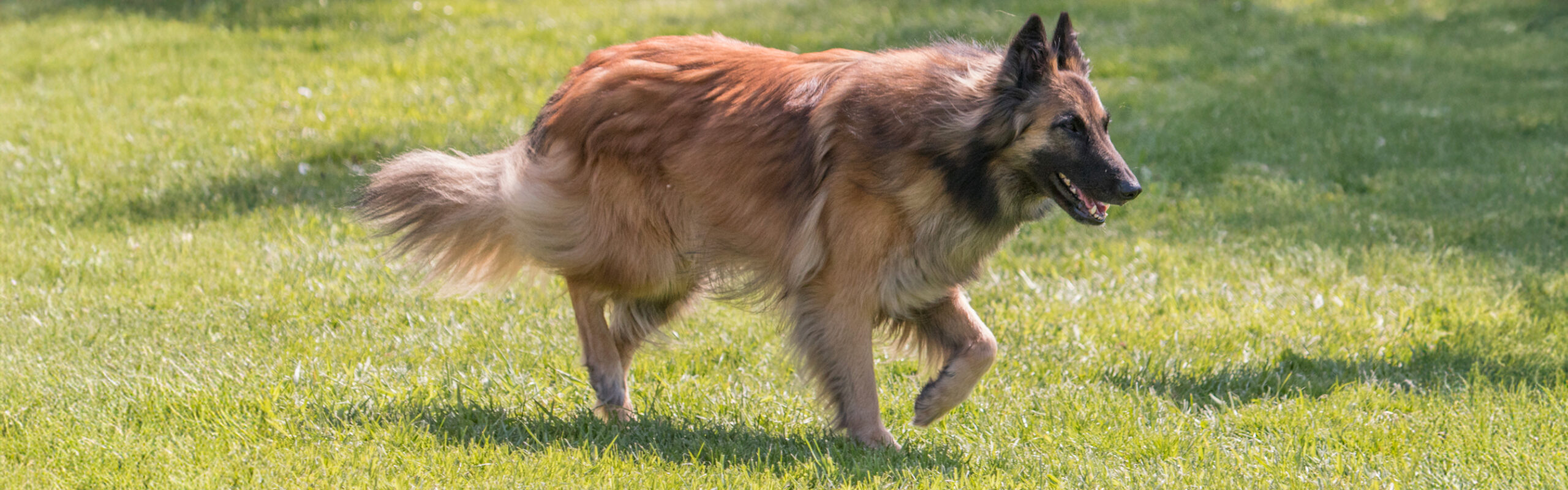 Tervuerense herder RashondenWijzer