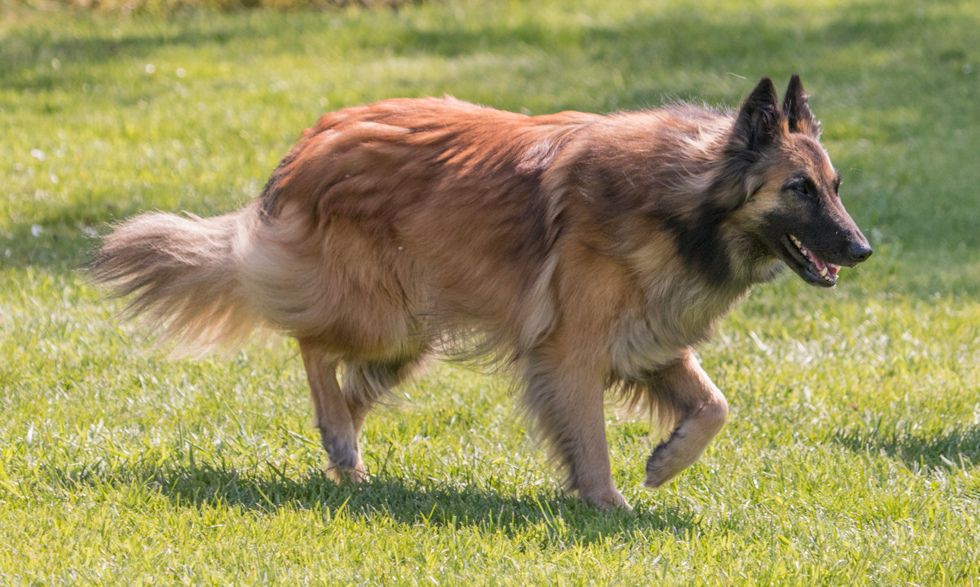 Foto van Tervuerense herder