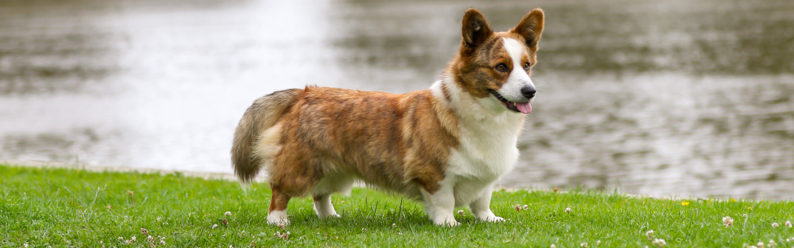 Welsh corgi Cardigan RashondenWijzer