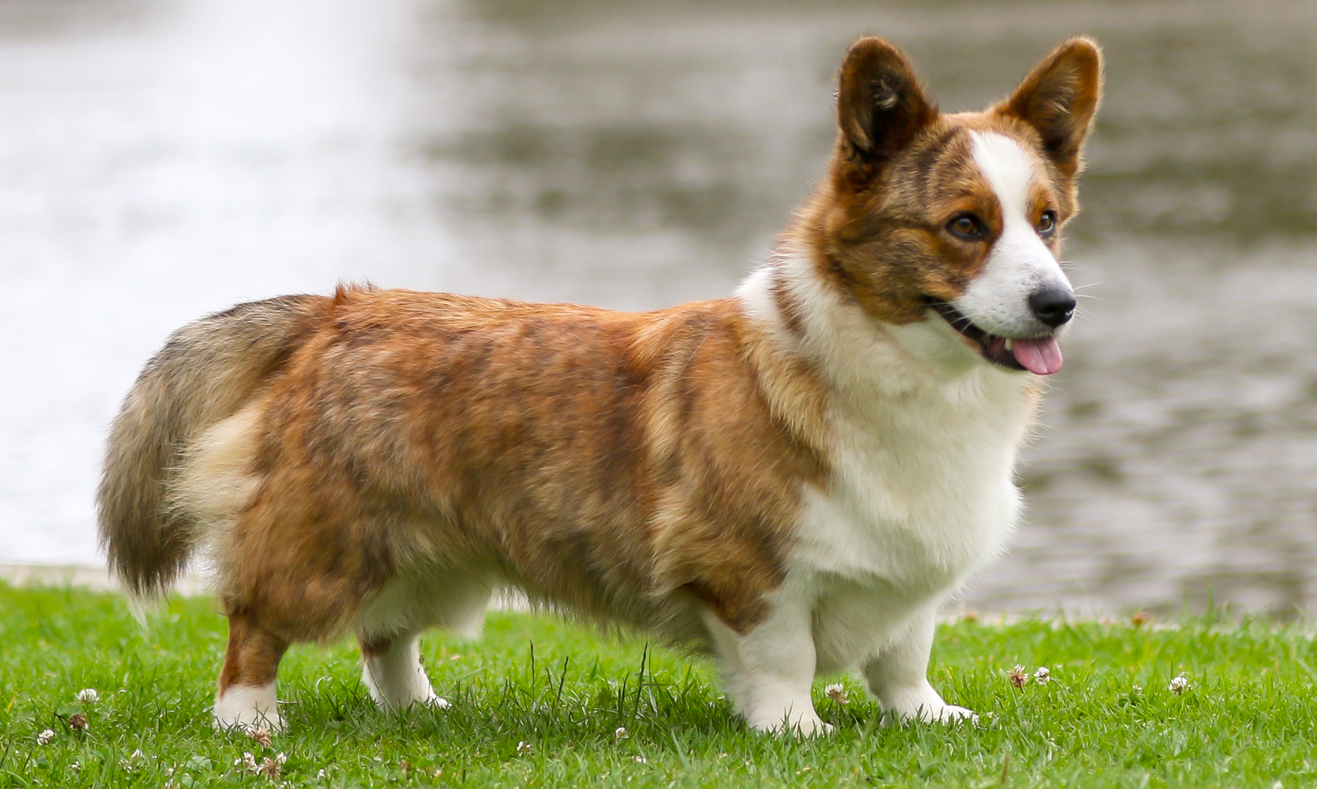 Welsh corgi Cardigan RashondenWijzer