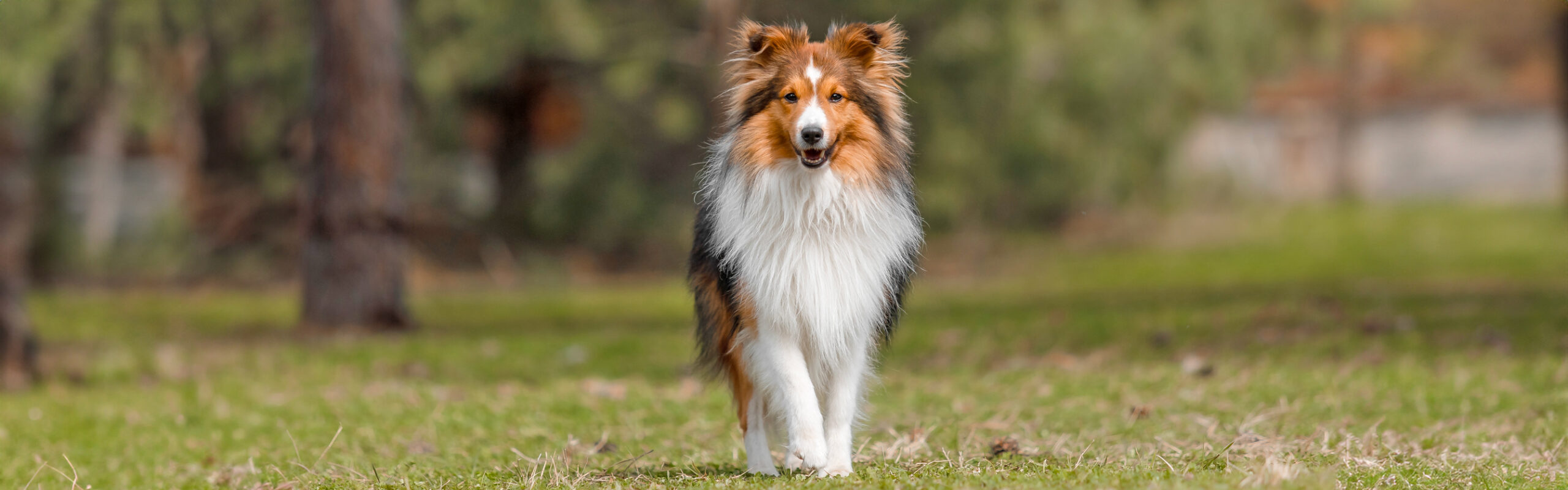 Sheltie RashondenWijzer
