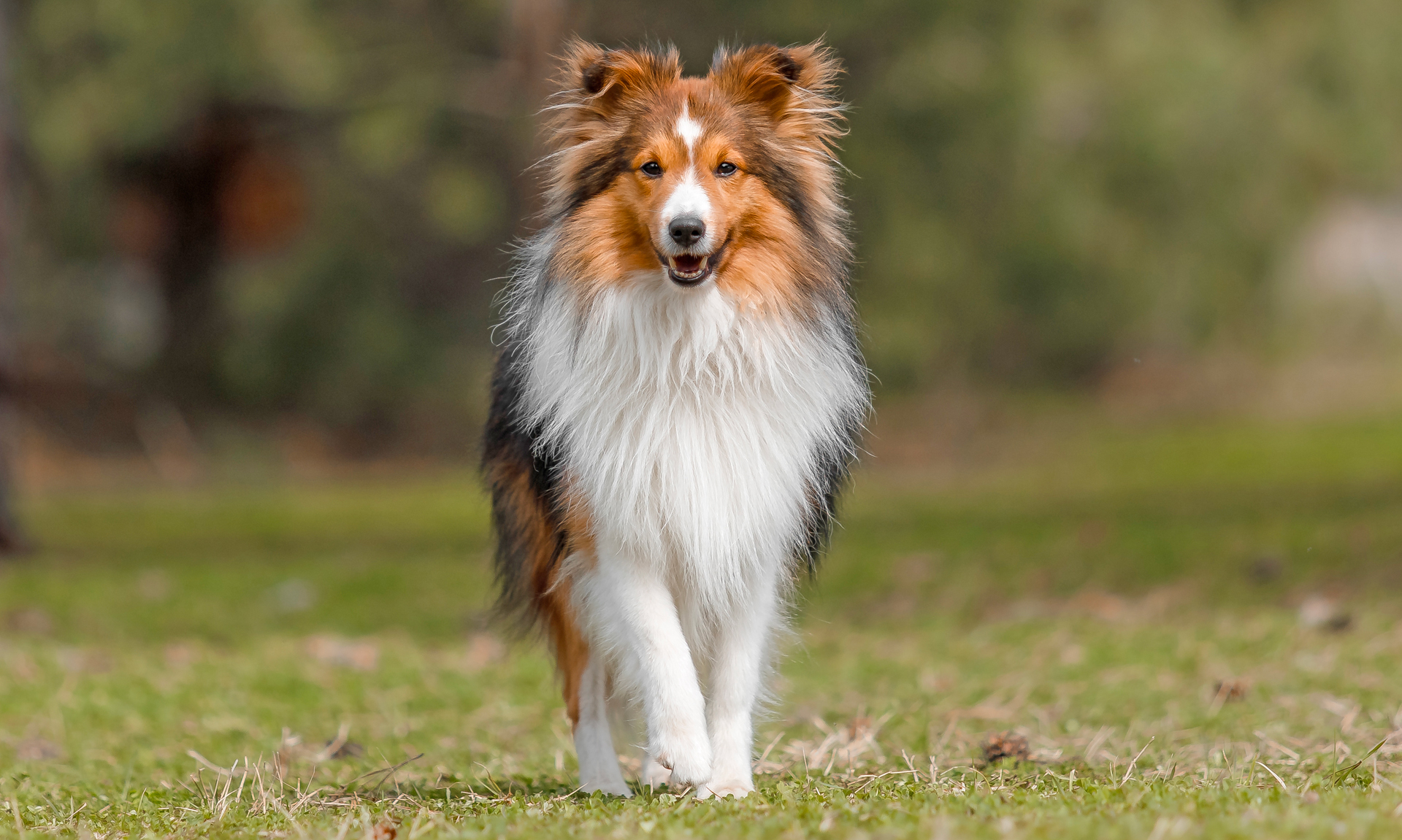 Foto van Sheltie