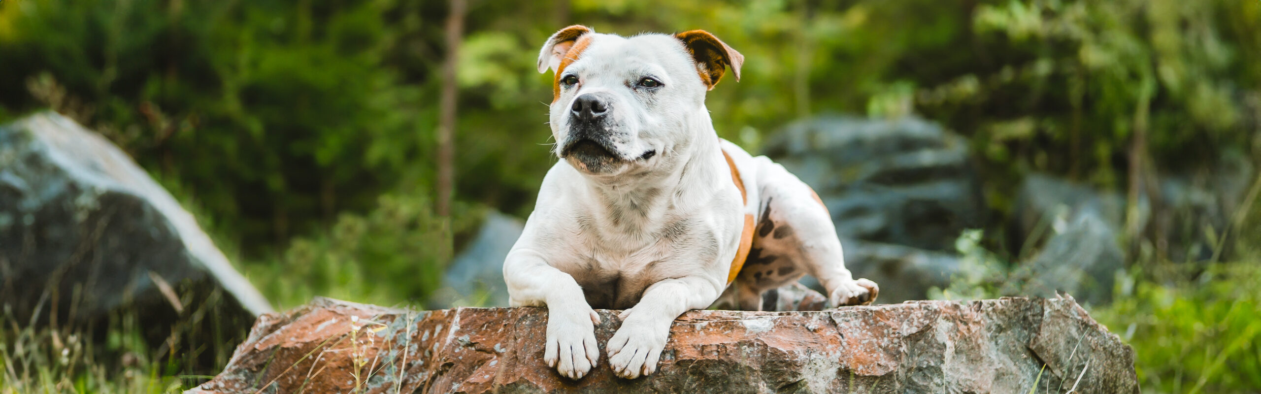 Staffordshire bullterrier RashondenWijzer