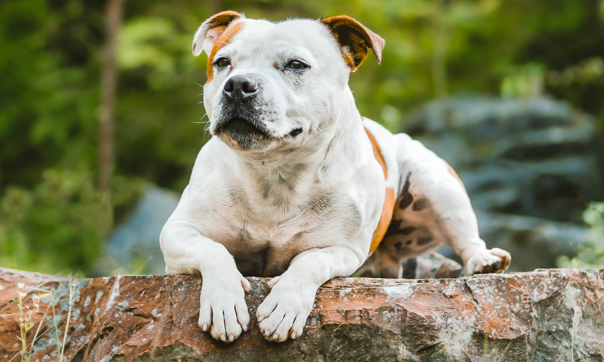 Foto van Staffordshire bullterriër