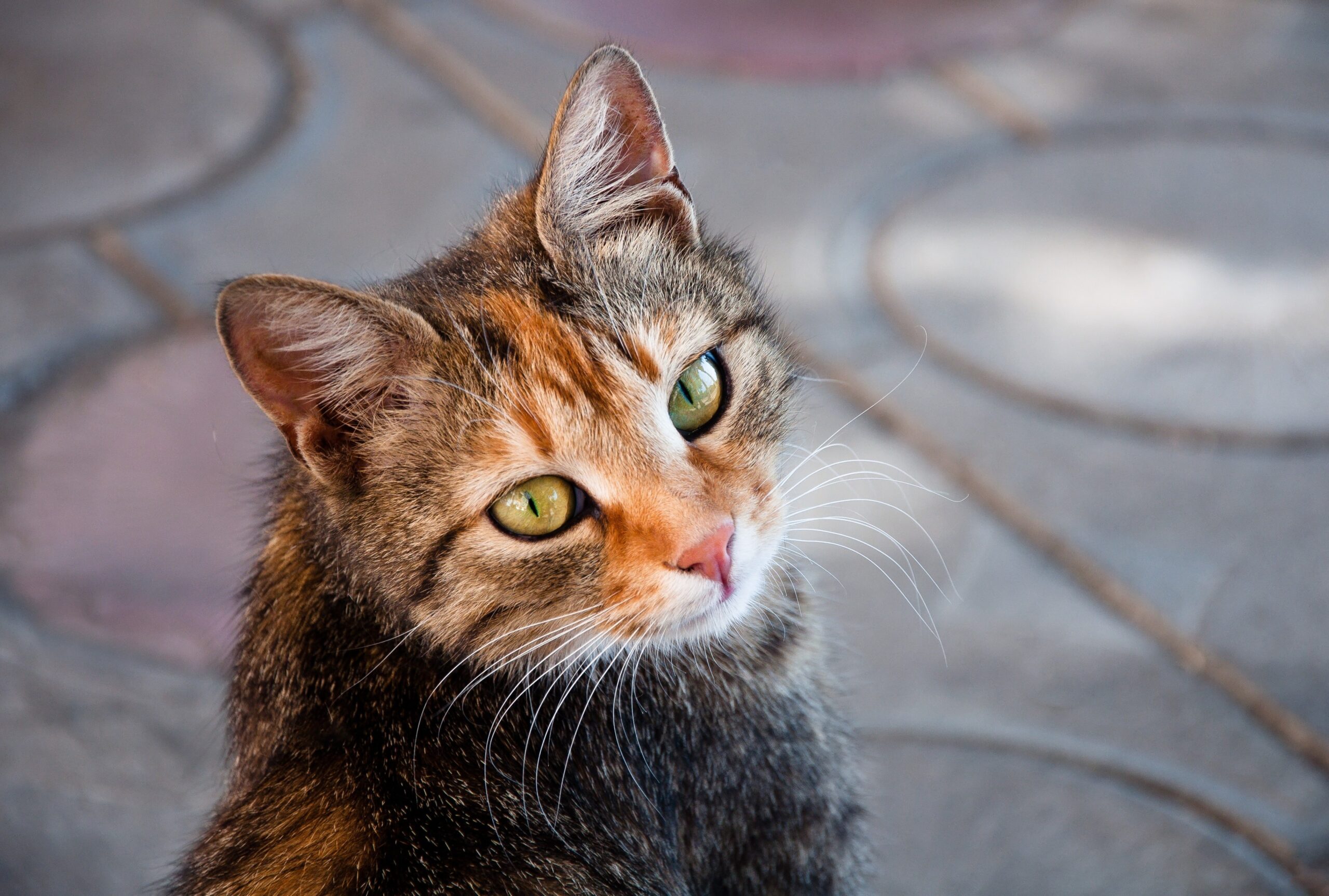 achtergrond afbeelding van formulier pagina
