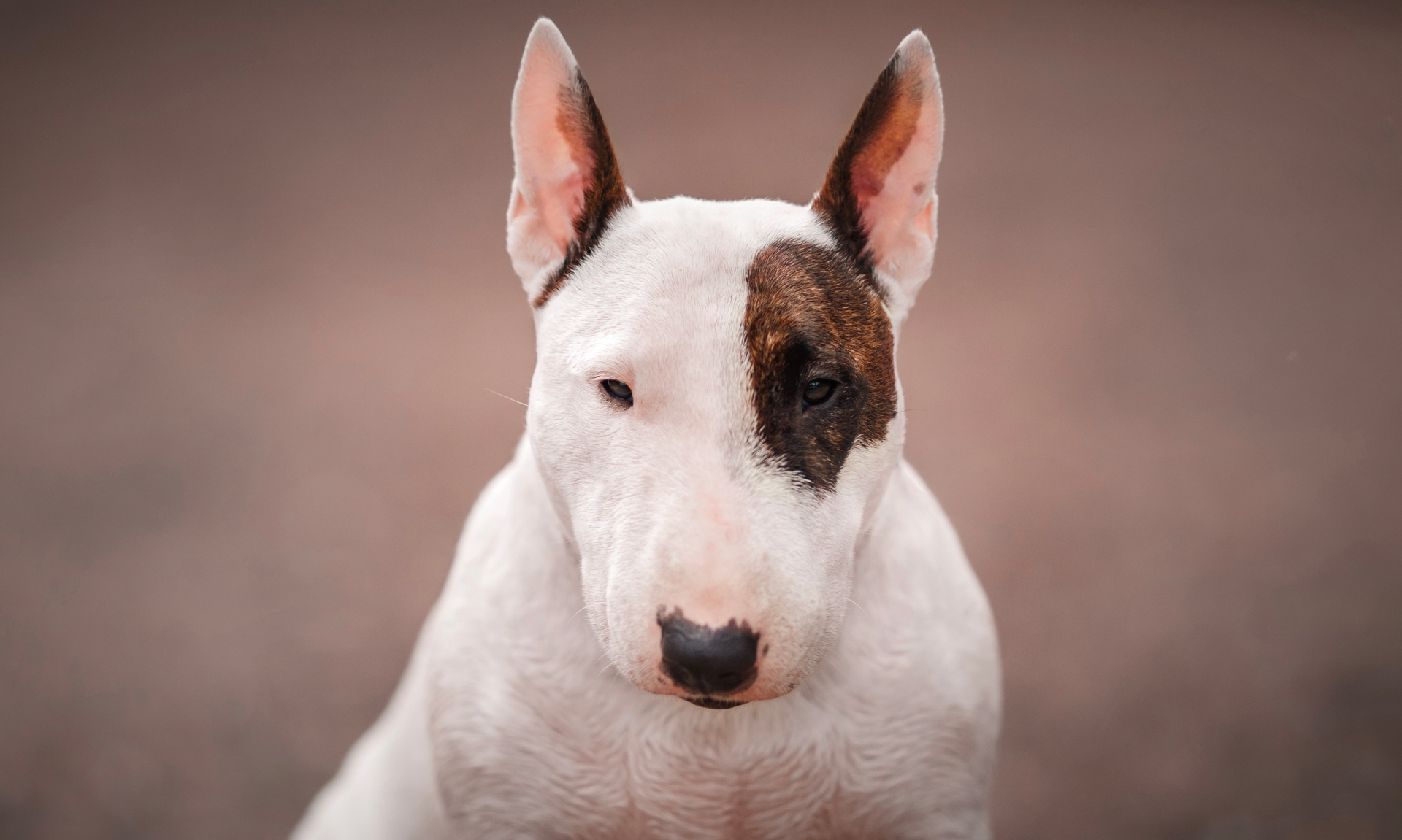 Foto van Bullterriër