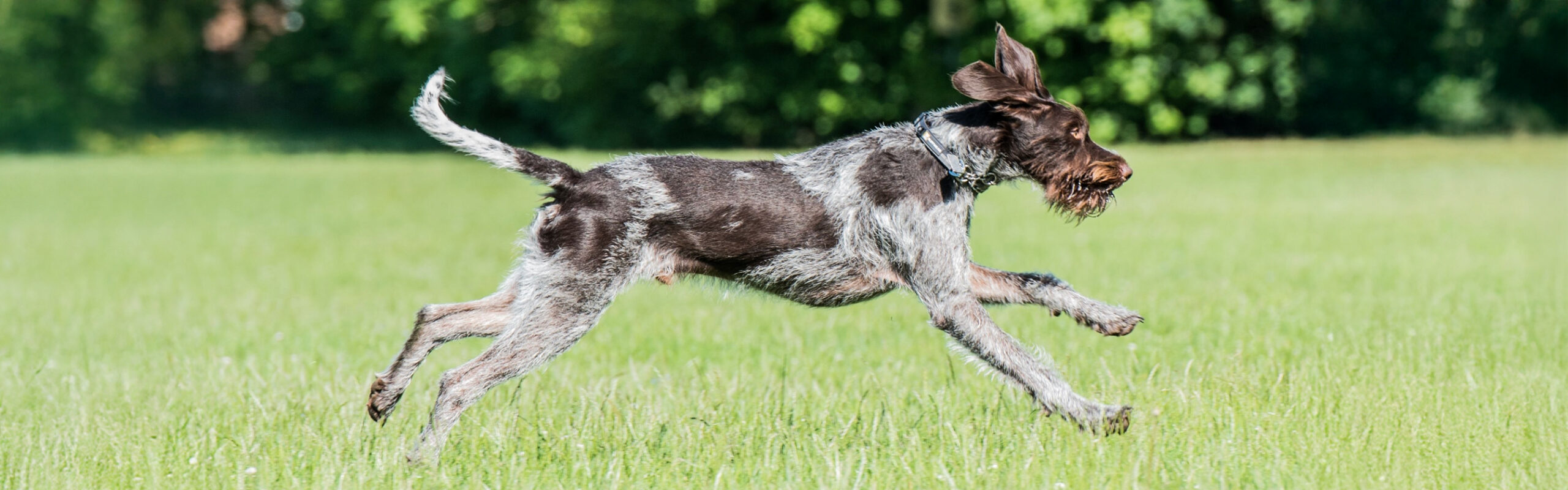 Duitse staande hond draadhaar RashondenWijzer