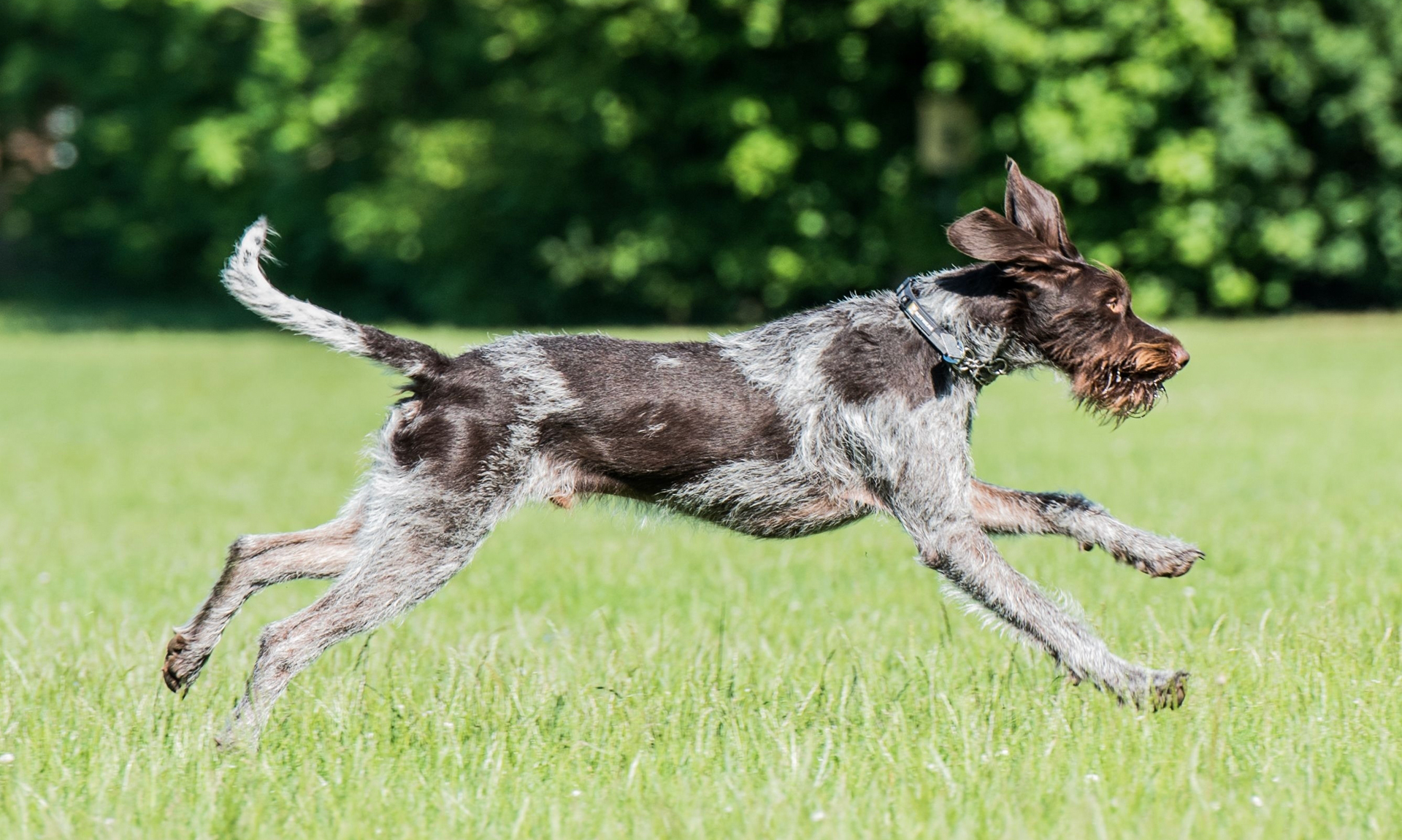 Foto van Duitse staande hond, draadhaar