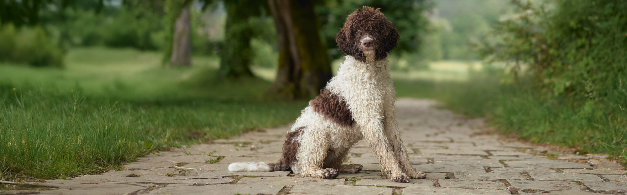 Lagotto romagnolo RashondenWijzer