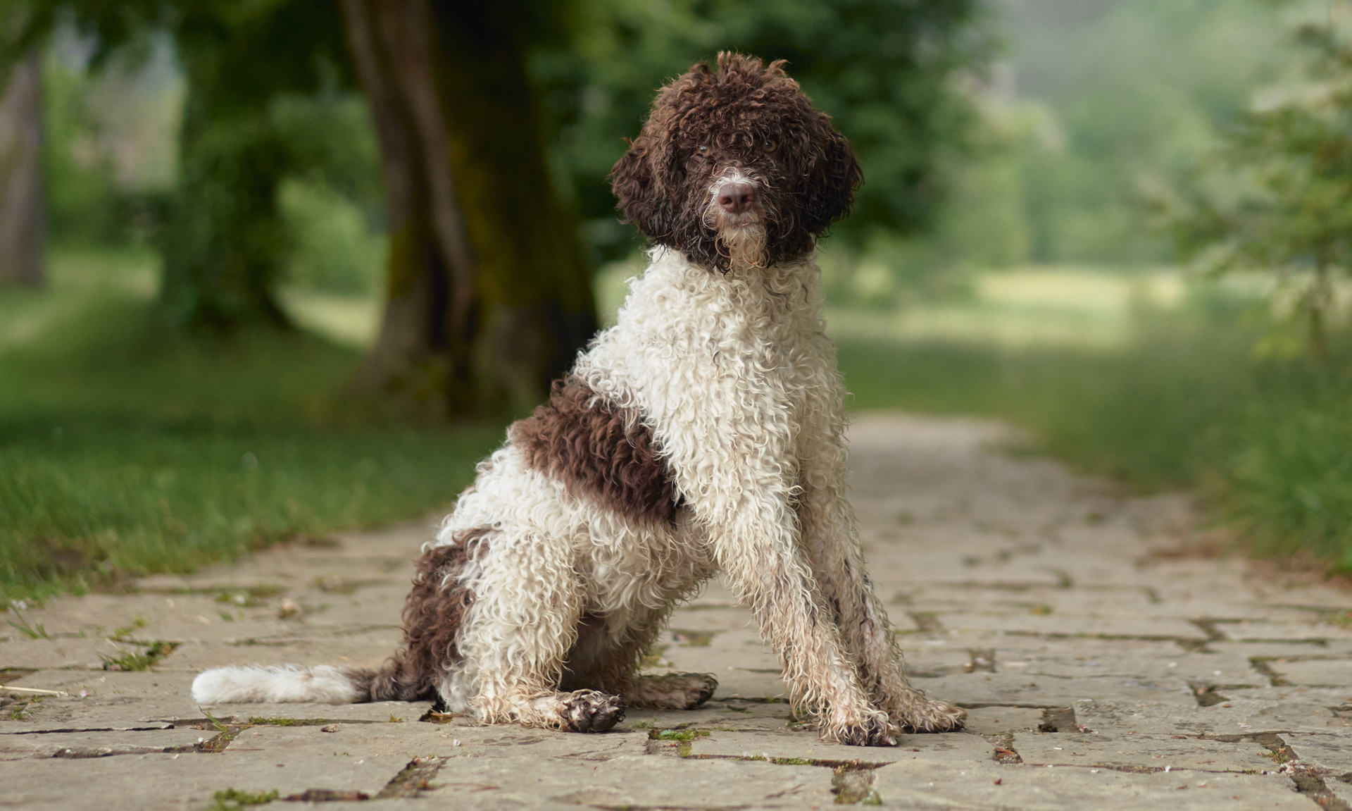 Foto van Lagotto romagnolo
