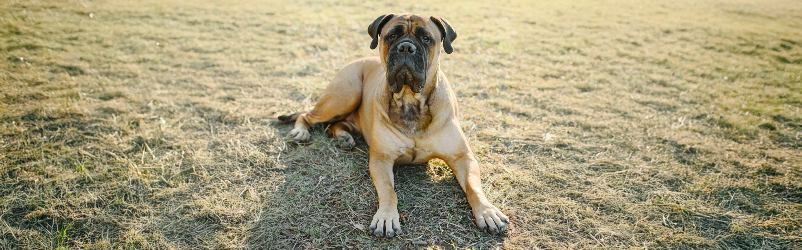 Mastiff RashondenWijzer