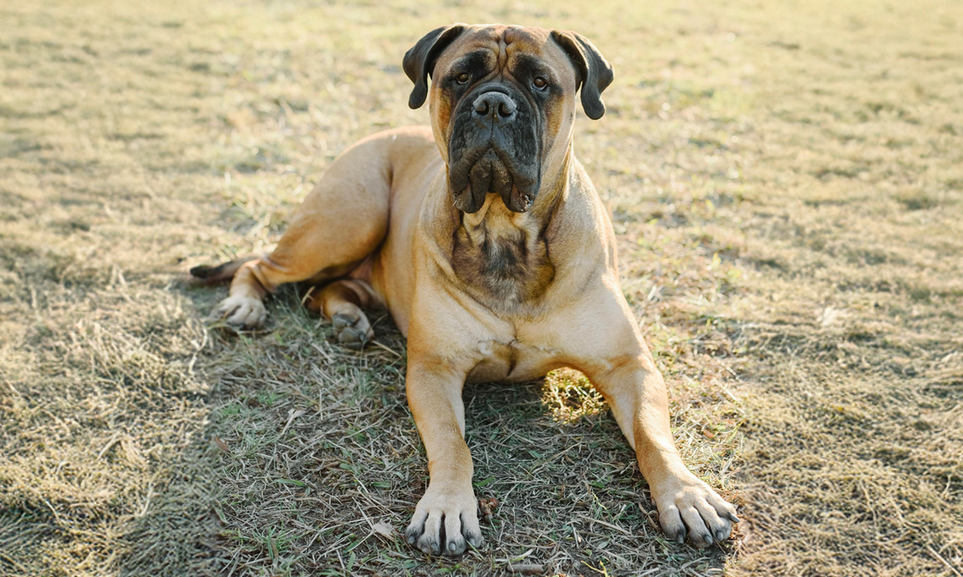Foto van Mastiff