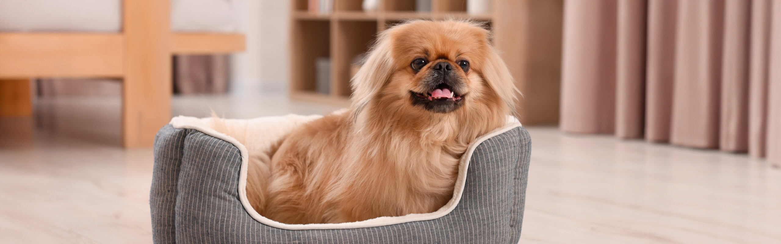 Pekinees of pekingees RashondenWijzer