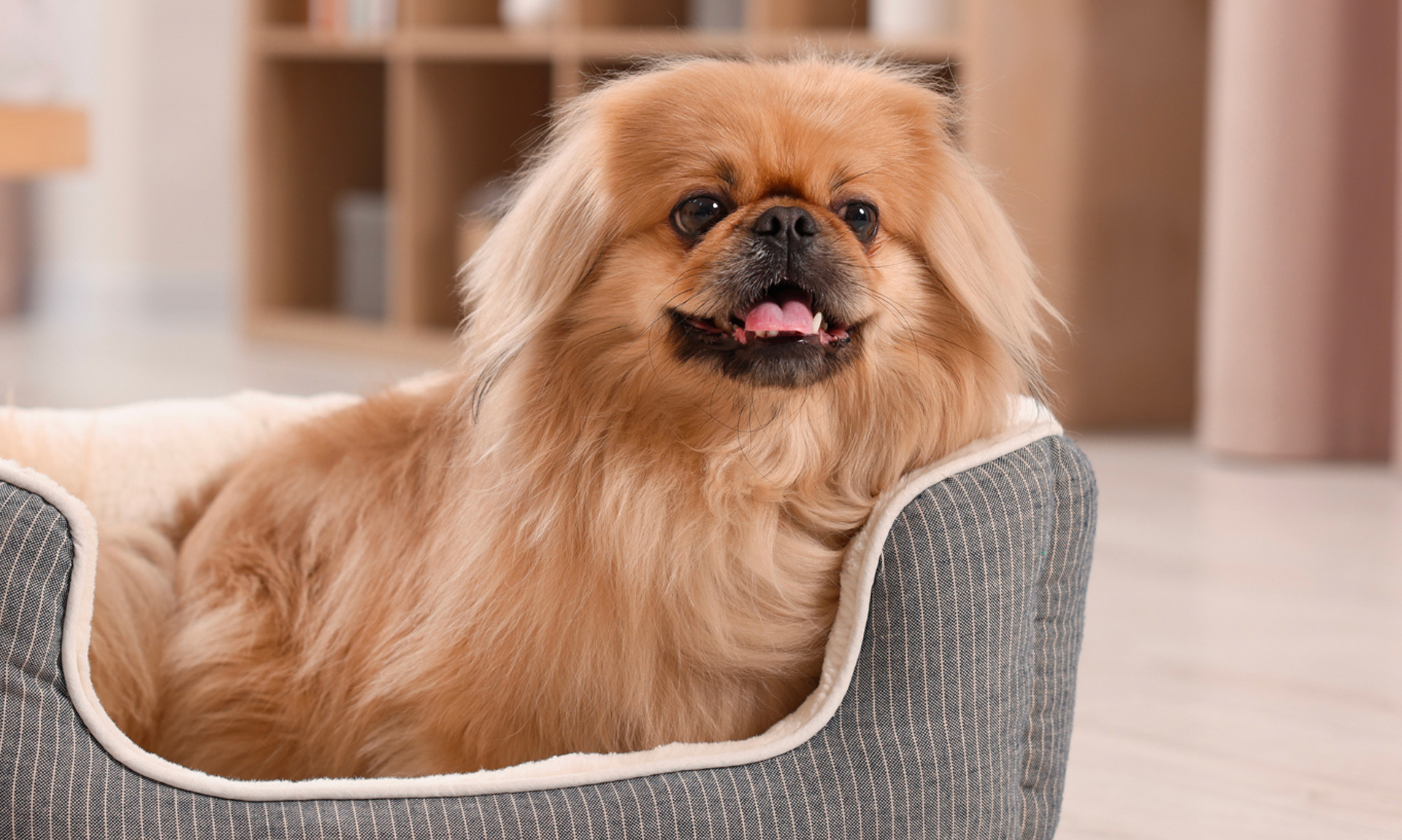 Foto van Pekinees / pekingees