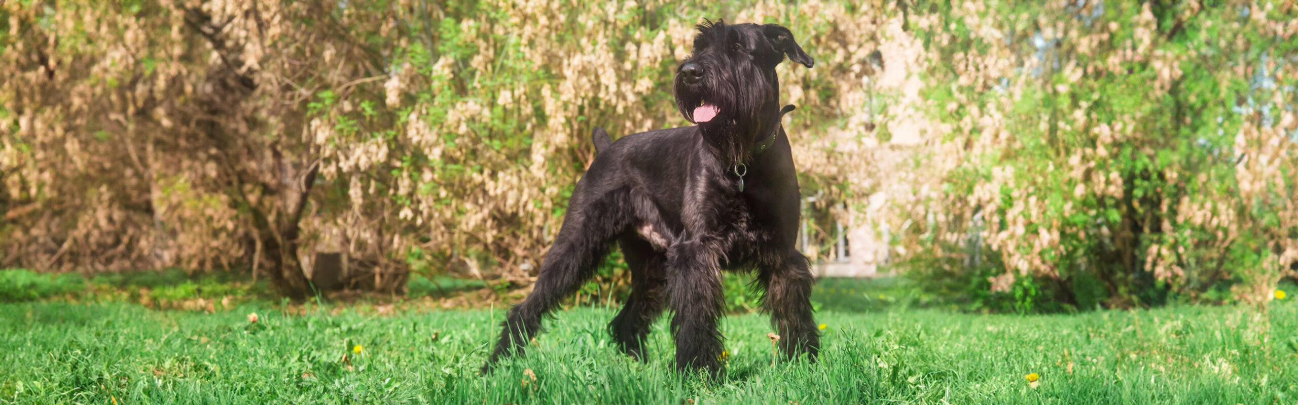 Riesenschnauzer RashondenWijzer