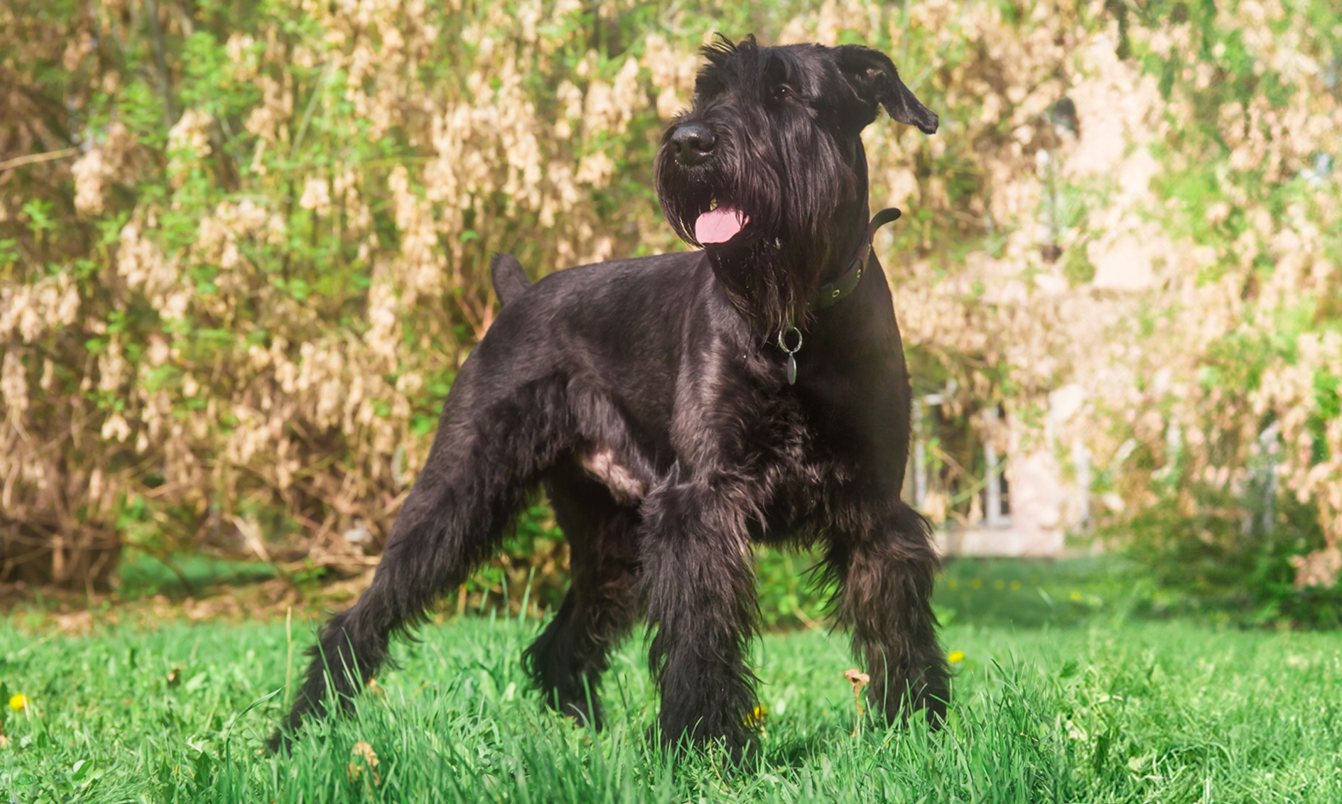 Foto van Riesenschnauzer