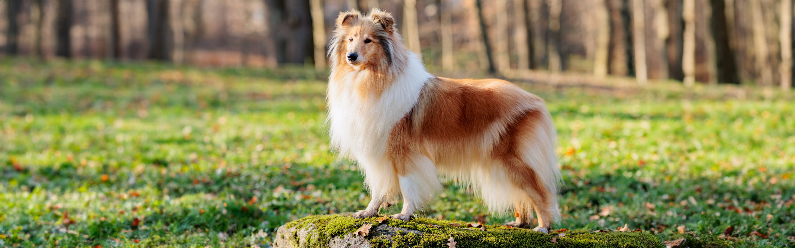 Collie of Schotse herder RashondenWijzer