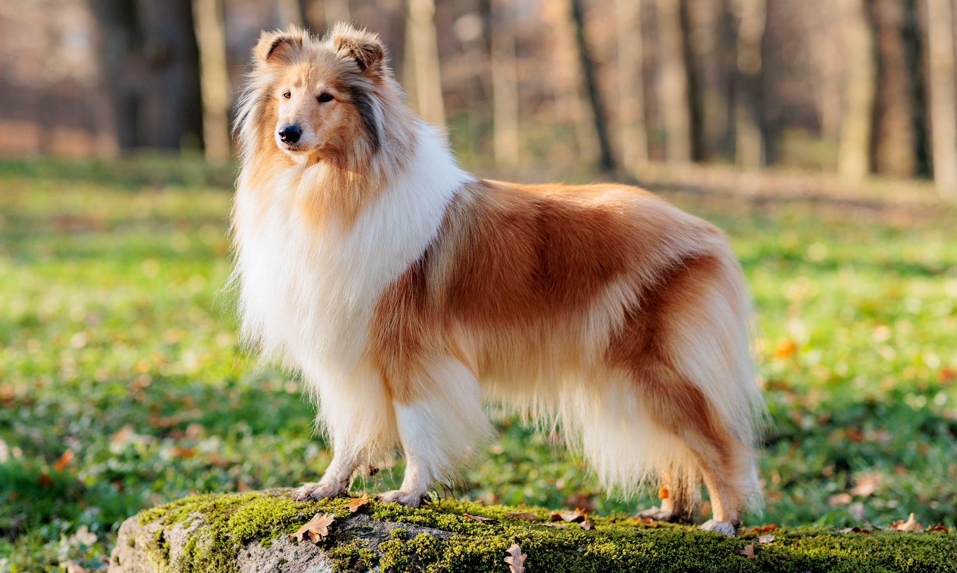 Foto van Collie / Schotse herder