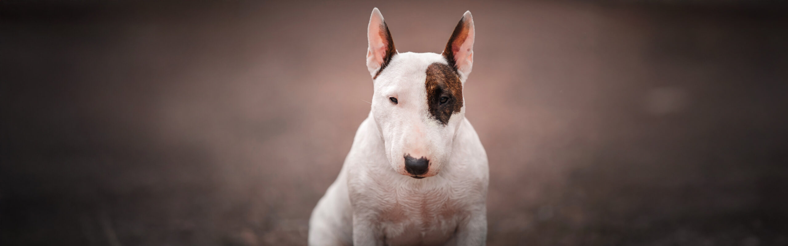 Bullterrier RashondenWijzer