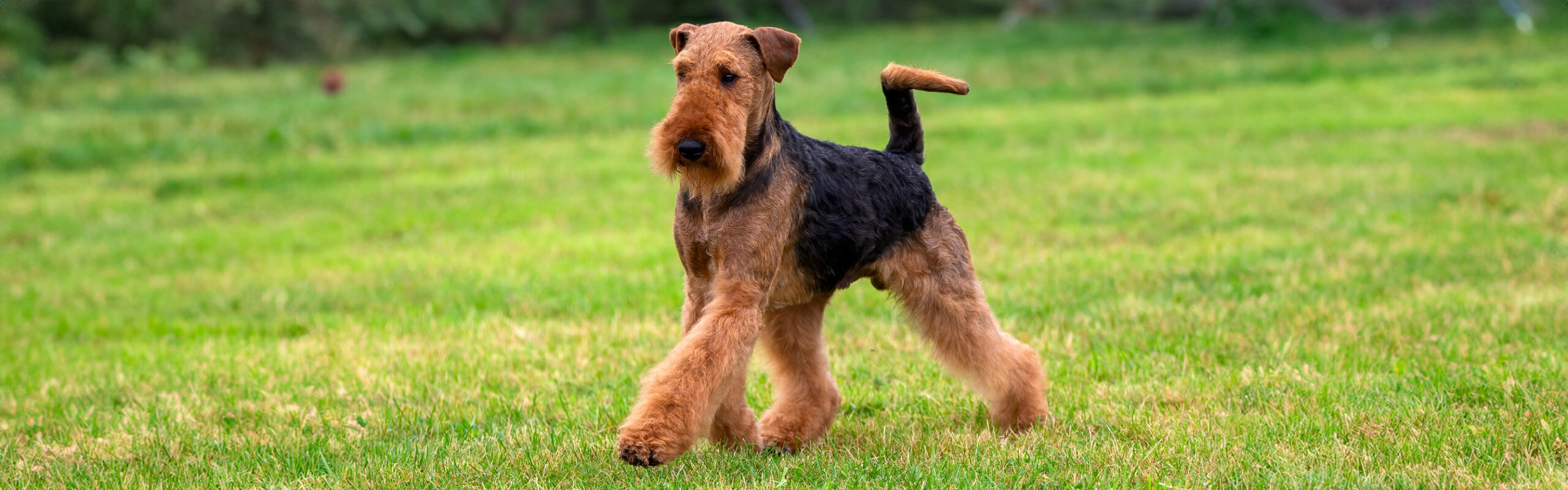 Airedaleterrier RashondenWijzer