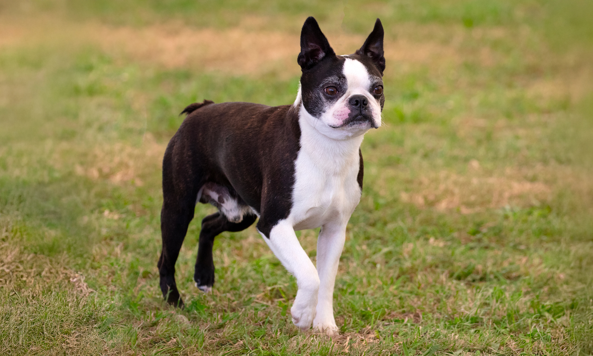 Foto van Bostonterriër