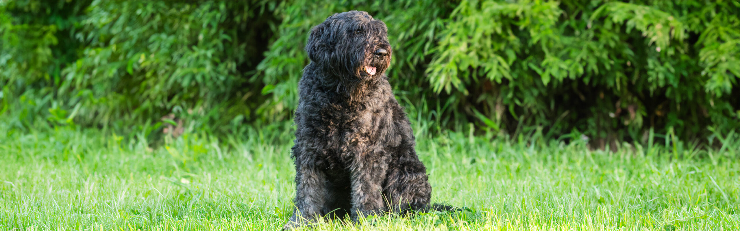 Bouvier des Flandres RashondenWijzer