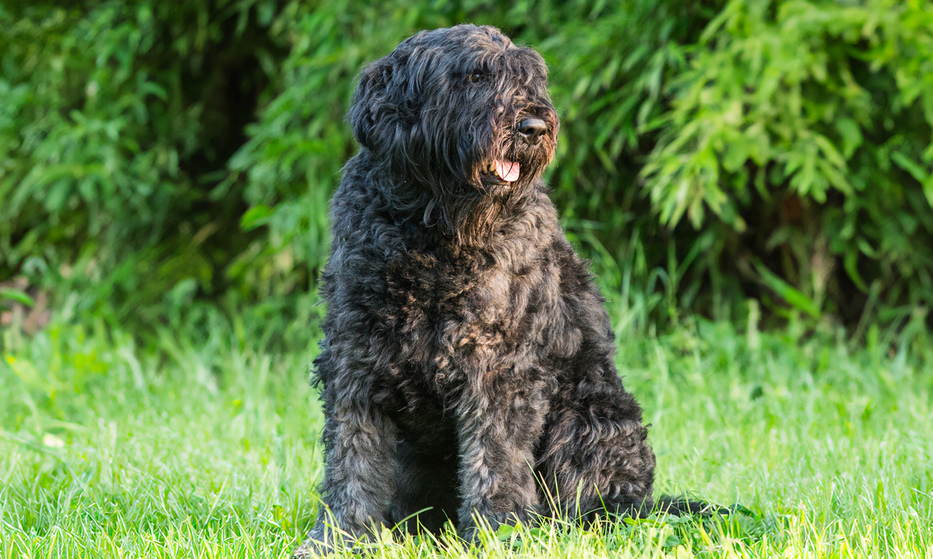 Foto van Bouvier des Flandres / Vlaamse koehond