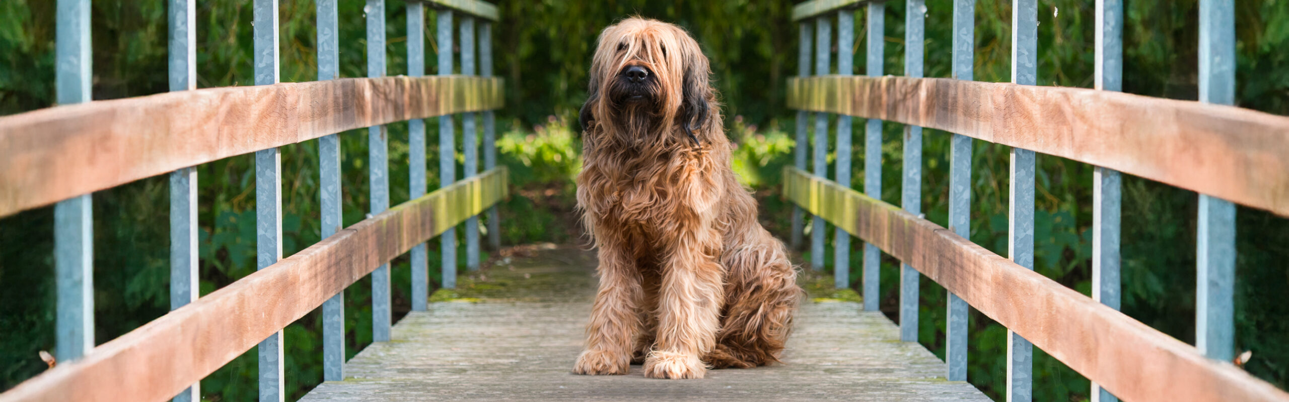 Briard RashondenWijzer