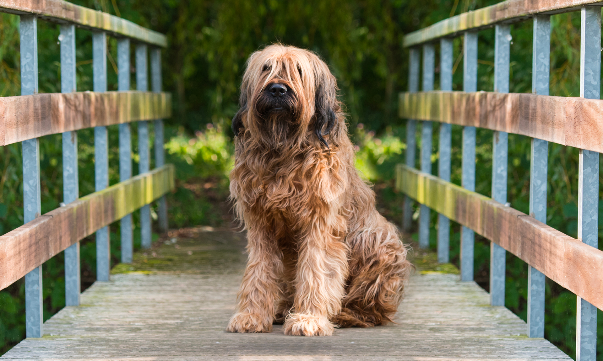 Foto van Briard