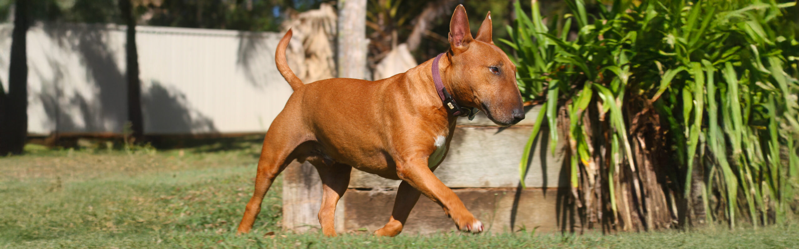 Bullterrier miniatuur RashondenWijzer